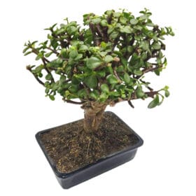 Bonsai Grande para regalar por condolencias o fecha especial