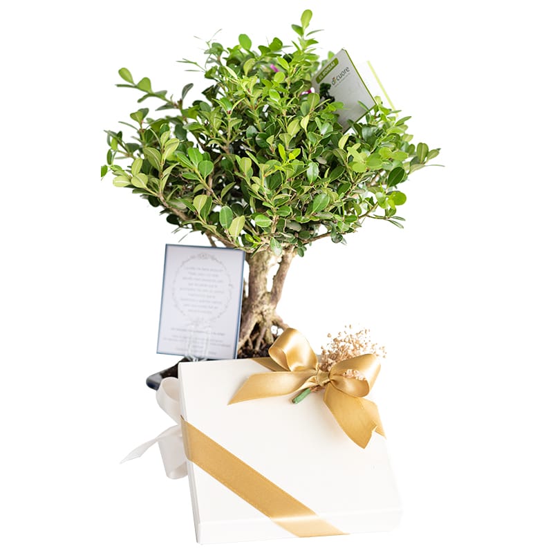 Regalo de condolencias Bonsai y libro de ayuda para duelo