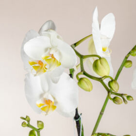 orquidea para regalar, regalo con flor orquidea, orquidea para mamá, orquidea para dama, regalo para mujer con flor orquidea, regalar orquidea, orquidea en bogotá, orquídea con chocolates y vino espumoso chandon, truffas gourmet Nayarith