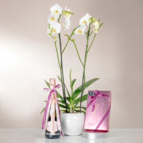 orquidea para regalar, regalo con flor orquidea, orquidea para mamá, orquidea para dama, regalo para mujer con flor orquidea, regalar orquidea, orquidea en bogotá, orquídea con chocolates y vino espumoso chandon, truffas gourmet Nayarith