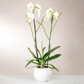 orquidea para regalar, regalo con flor orquidea, orquidea para mamá, orquidea para dama, regalo para mujer con flor orquidea, regalar orquidea, orquidea en bogotá, orquídea con chocolates y vino espumoso chandon, truffas gourmet Nayarith